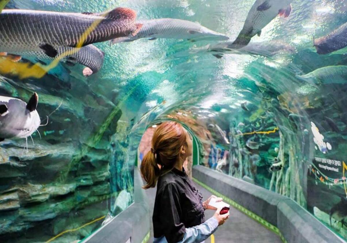 A person looking at fish in a tunnel

Description automatically generated