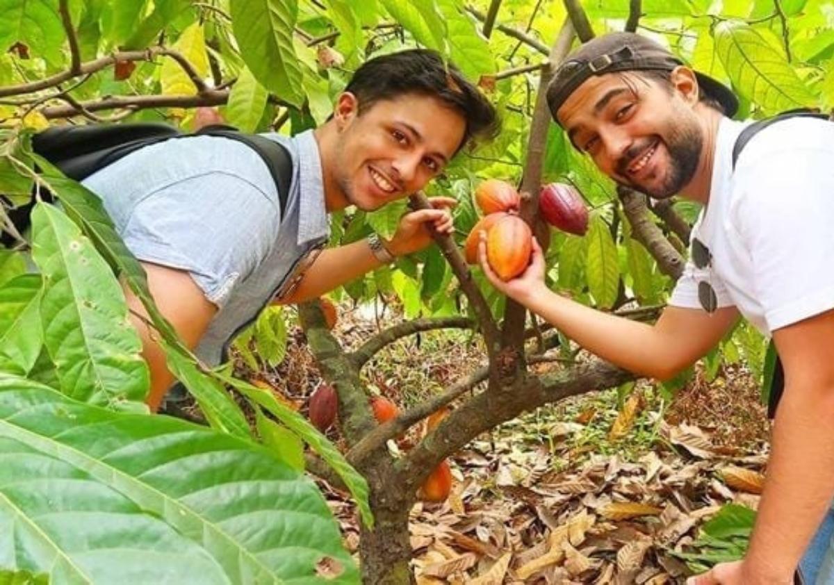 Two men picking fruit from a treeDescription automatically generated