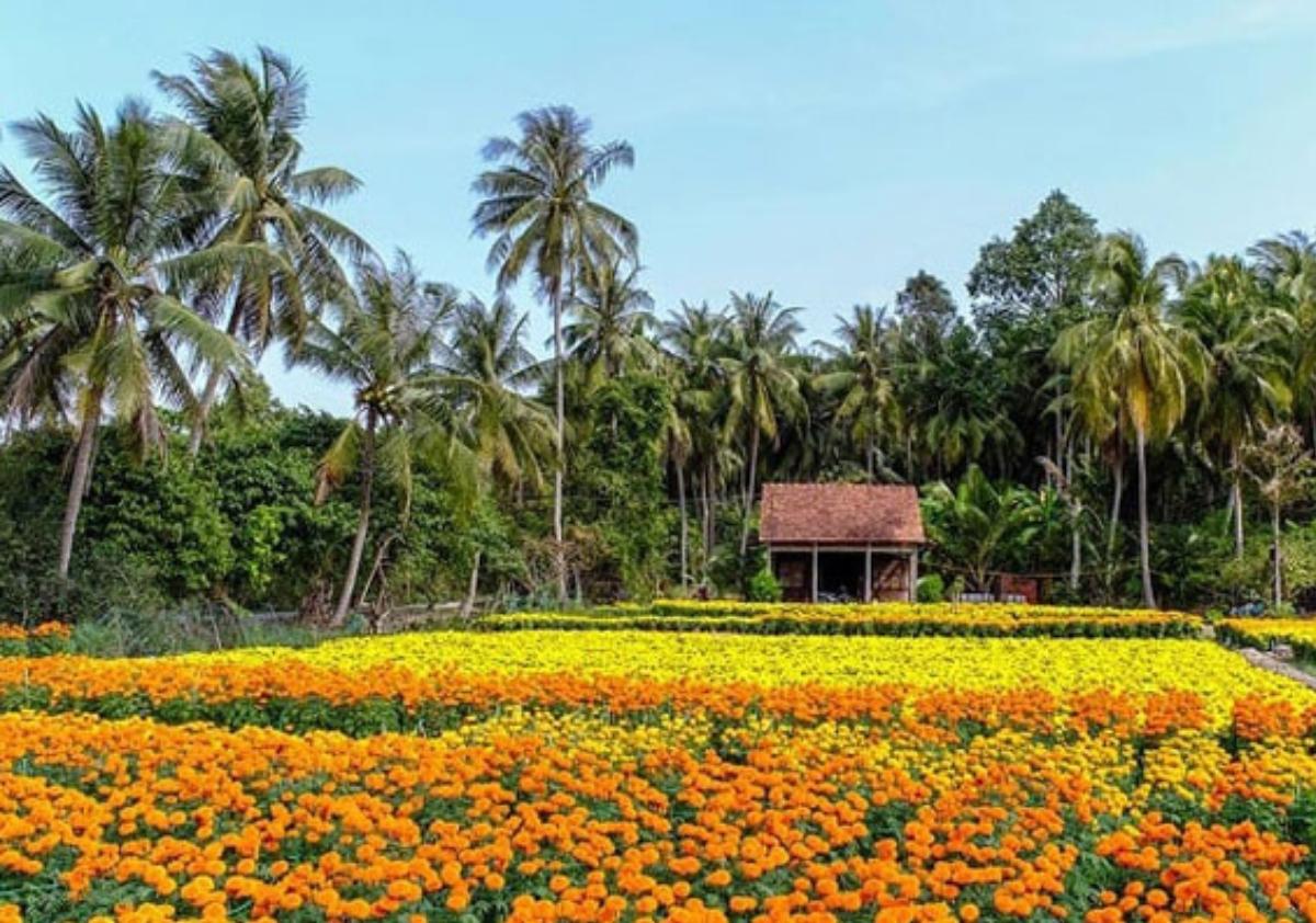 A field of flowers with trees in the backgroundDescription automatically generated